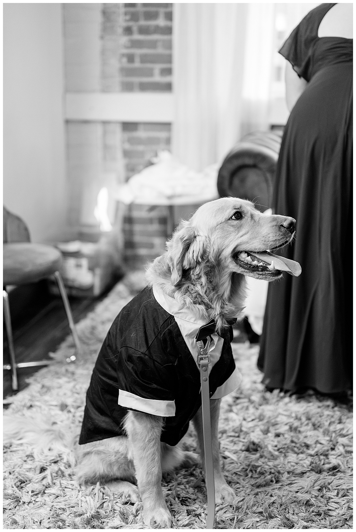 pup wearing tuxedo sits on rug by Minnesota wedding photographer