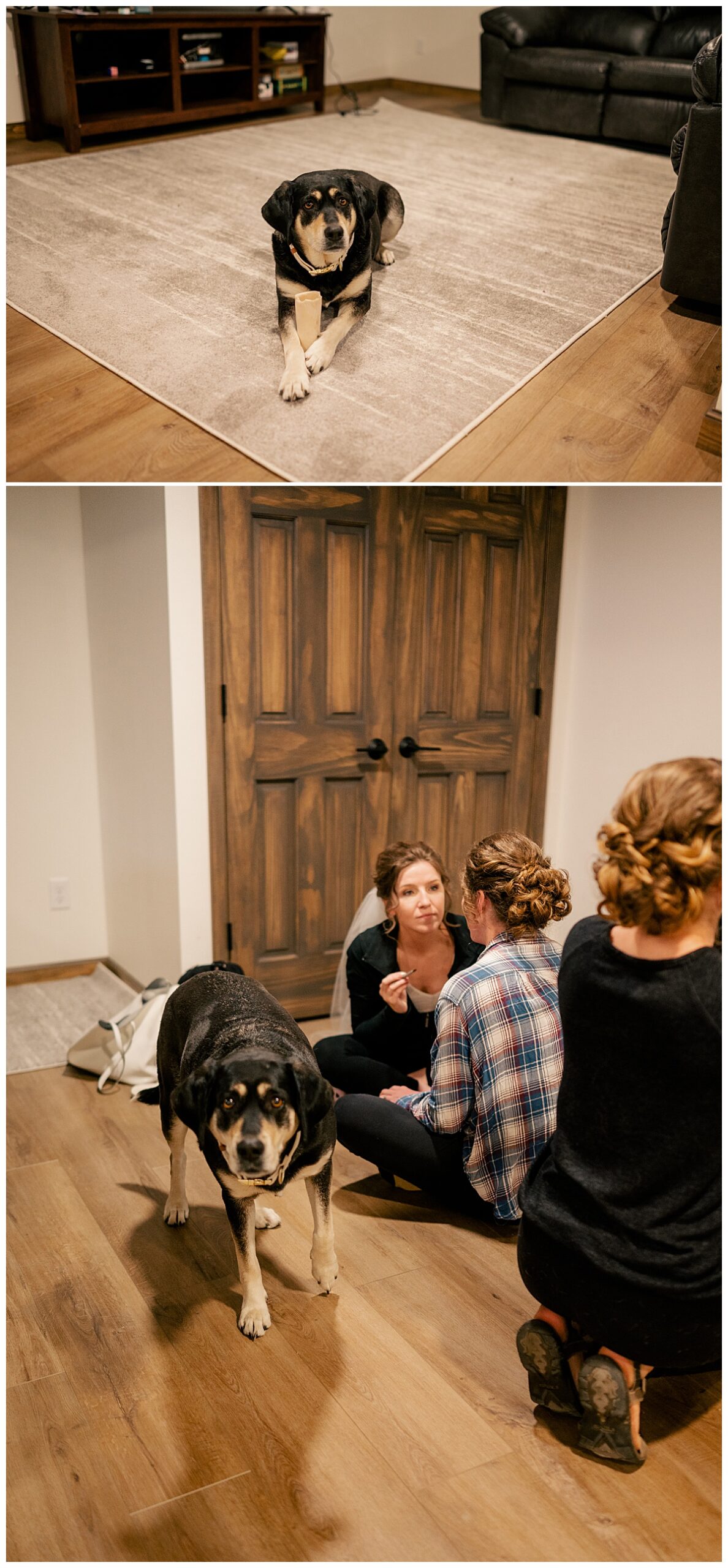 pup sits on carpet with owner learning How to Incorporate Your Dog Into Your Wedding Photos