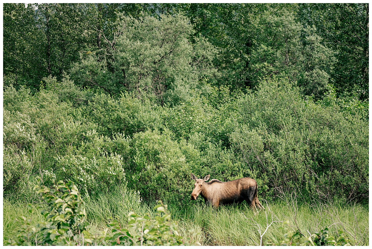 moose walks through wooded area by Minnesota wedding photographer