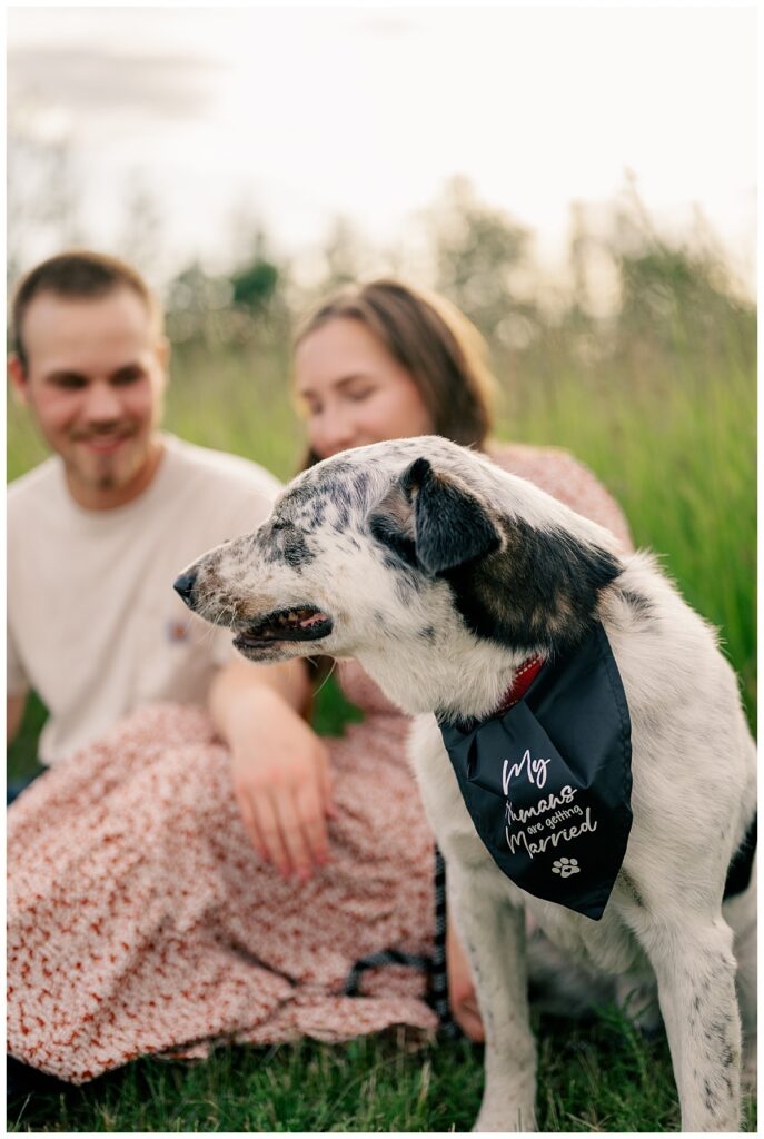 dog wears bandana announcing his humans are getting married by Rule Creative Co