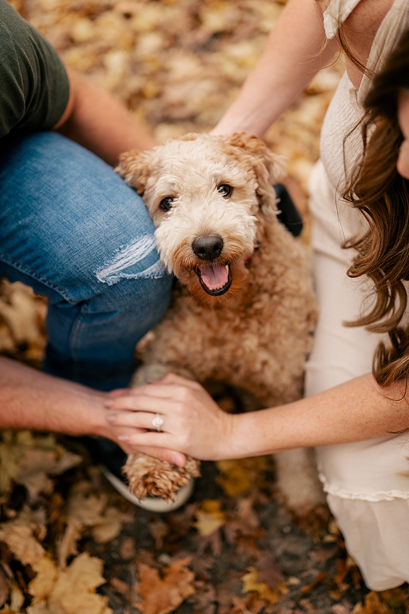 golden doodle holds owners hands for rainy day engagement photos