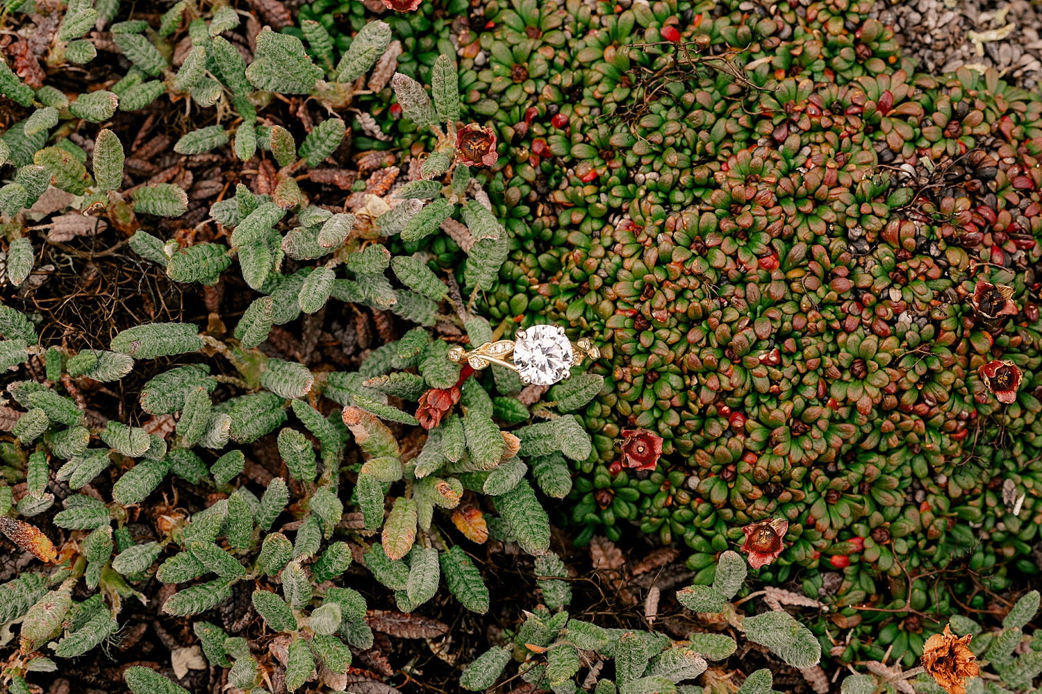 diamond ring nestled in Alaskan foliage by Minnesota wedding photographer