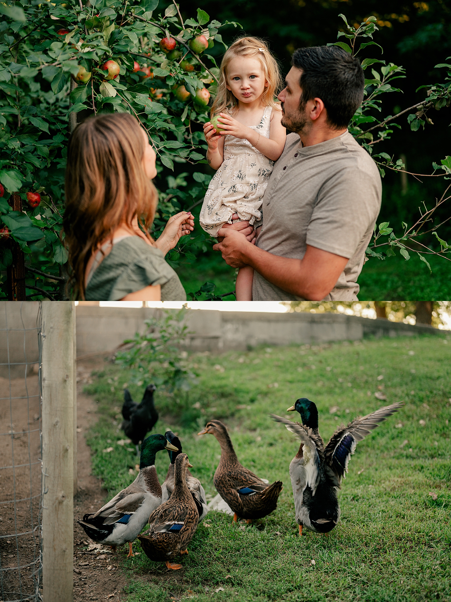 father holds up daughter to pick fruit in their yard by Rule Creative Co
