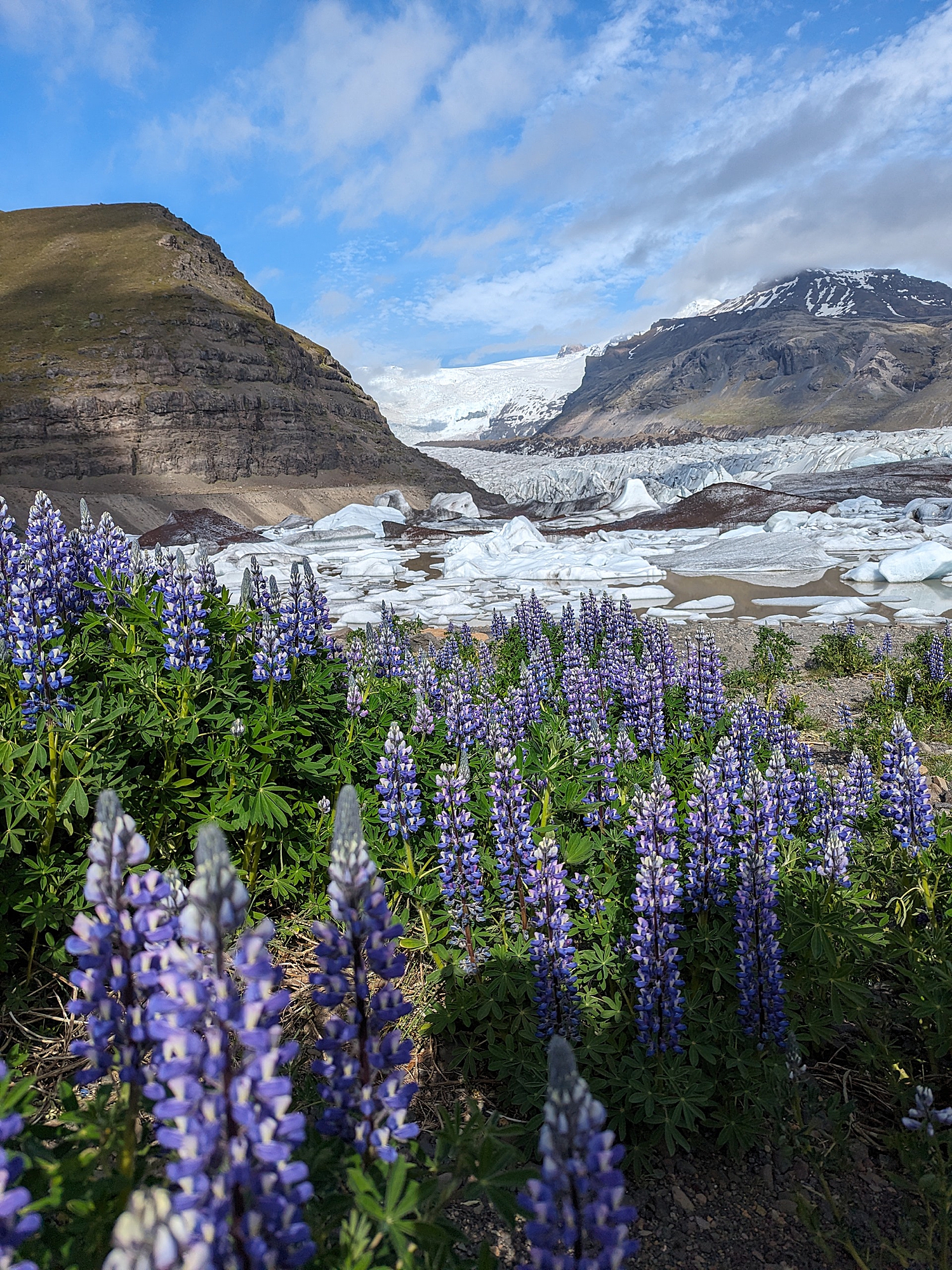 lavendar fields in front of mountains by Rule Creative Co